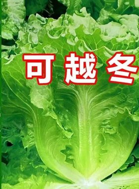 意大利生菜种子盆栽农家蔬菜