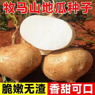 凉薯地瓜种子牧马山地瓜早熟高产水果地瓜沙葛凉薯豆薯蔬菜种子