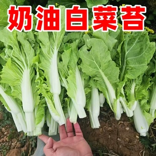 奶油白菜苔种子四季阳台盆栽蔬菜耐热耐寒菜薹懒人易种菜心青菜籽