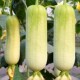 香白玉肉丝瓜种子高产种籽苗秧苗早熟春夏蔬菜孑大全菜种南方水瓜