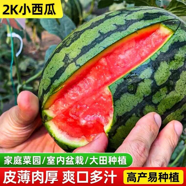 南方全美2k西瓜种子小西瓜礼品瓜扒皮薄皮早熟糖心西瓜种籽大全