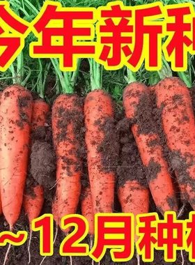 胡萝卜种子秋冬蔬菜种籽大全高产