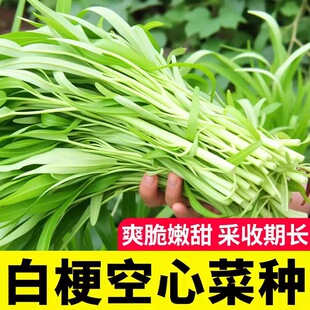 白梗柳叶空心菜种子四季蔬菜种子空心菜大全阳台盆栽春播夏播蔬菜