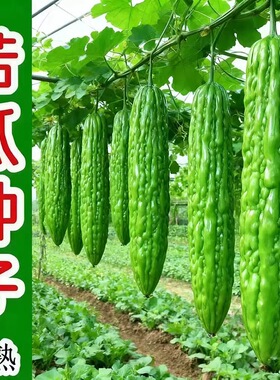 脆嫩长绿苦瓜种子青皮苦瓜特长庭院爬藤翠绿肉厚春季蔬菜种籽绿色