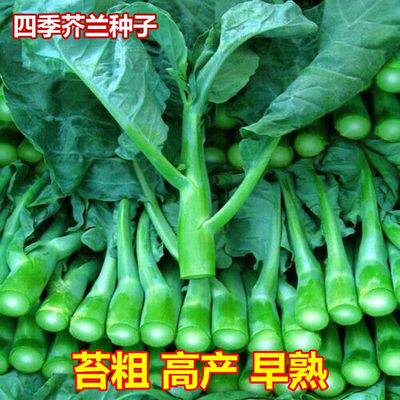 大芯香菇芥兰种子四季大芥蓝广东芥蓝菜秋季菜种春蔬菜种籽孑菜籽