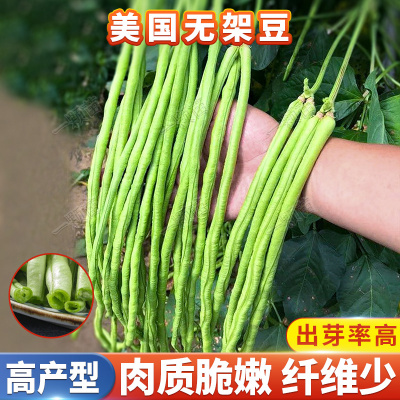 无架豆种子不搭架长豇豆豆角种籽