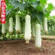白丝瓜种子早熟高产四季 春夏耐热蔬菜南方爬藤奶油白大肉丝瓜种籽