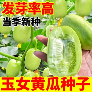 玉女水果黄瓜种子脆甜拇指小黄瓜种籽蔬菜种孑四季秋阳台盆栽易种