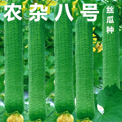 阳台专用农杂丝瓜高产