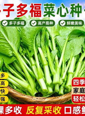 多子多福甜菜心多芽菜心种子高产