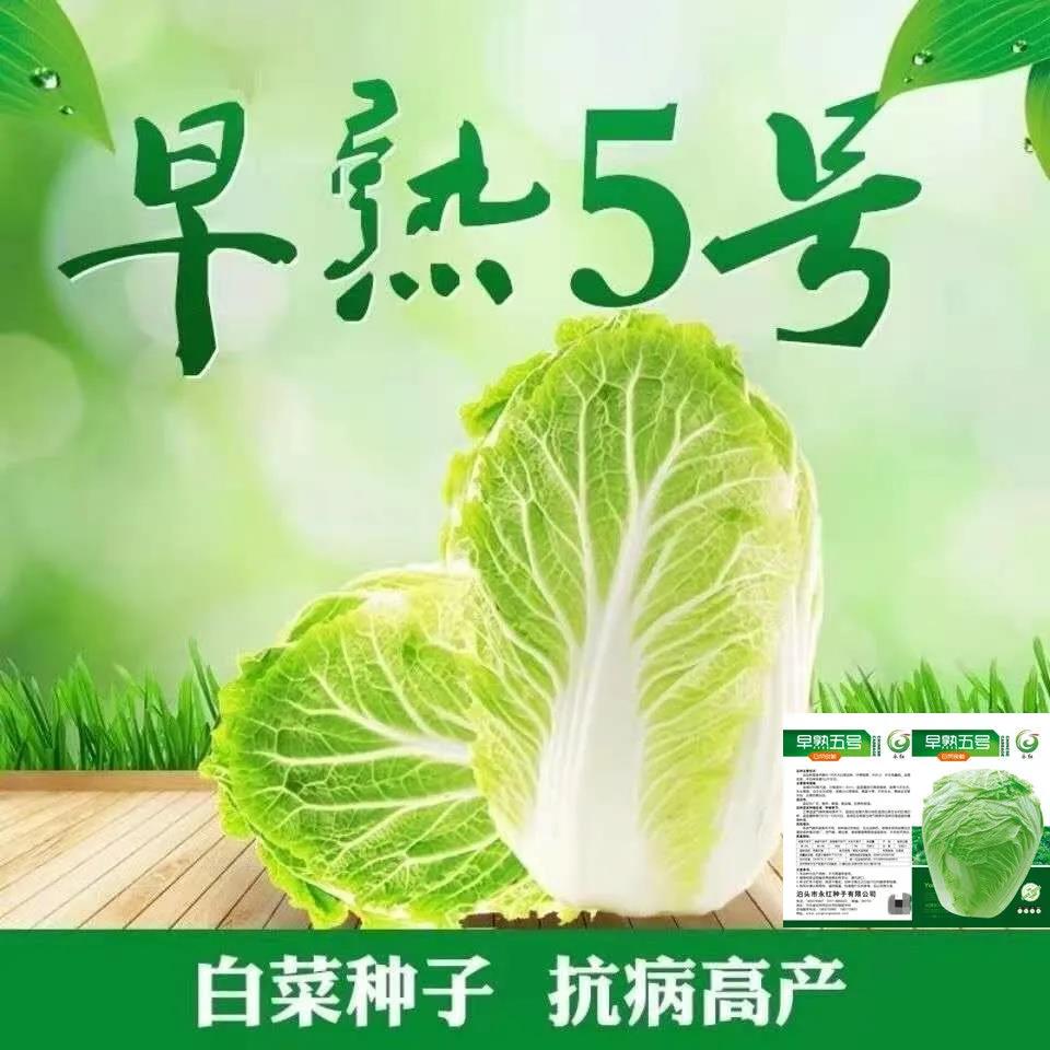 早熟五号奶油大白菜种 子莱籽家里夏季四季阳台种植的蔬菜种子孑