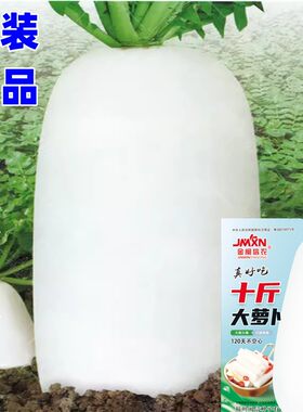 十斤大白萝卜种子120天不空心