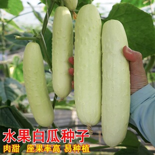 水果白瓜种孑白玉黄瓜白青瓜秧苗盆栽庭院高产春秋季农家蔬菜种子