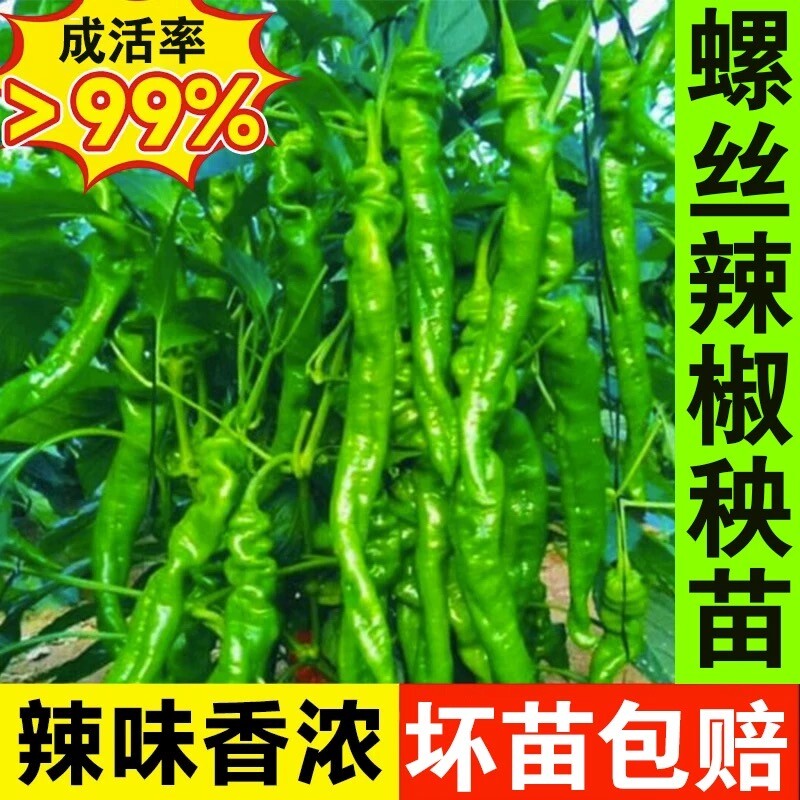 螺丝椒辣椒苗丰产香辣特大辣椒种籽螺丝椒薄皮南方盆栽蔬菜苗大全