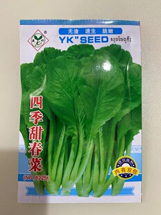 四季甜春菜种子四季播小白菜青菜种籽香芥菜耐寒热阳台盆栽蔬菜孑