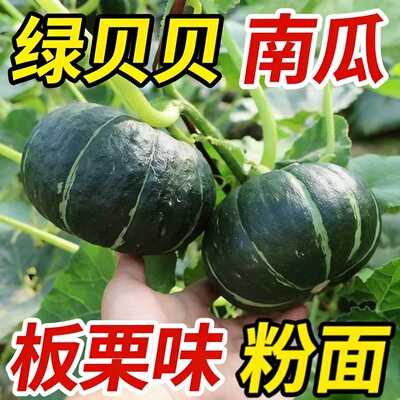 贝贝南瓜种板栗软糯香甜高产农家