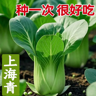 上海青小青菜四季 油菜种子籽种蔬菜种籽孑冬天大全矮脚黑叶苏州青