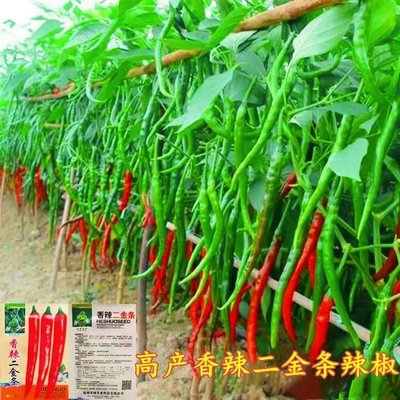 长线椒种子阳台盆栽四季蔬菜种孑