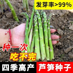 芦笋种籽孑子根苗盆栽室内阳台蔬菜种植大全新鲜嫩高产园艺秋四季