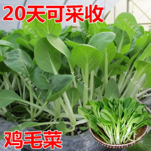 鸡毛菜种子种籽18天四季 小白菜青菜油菜上海青阳台盆栽蔬菜蔬莱孑
