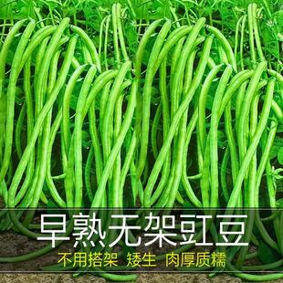 不用搭架的无架豇豆种籽矮生长豆角江豆豇豆种孑阳台蔬莱疏菜种子