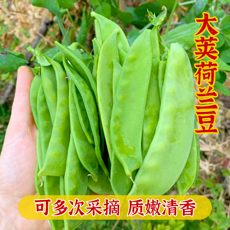 四季荷兰豆老品种大荚高产抗病