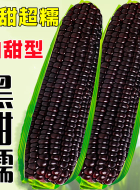 黑甜糯玉米种子高产秋春季杂交