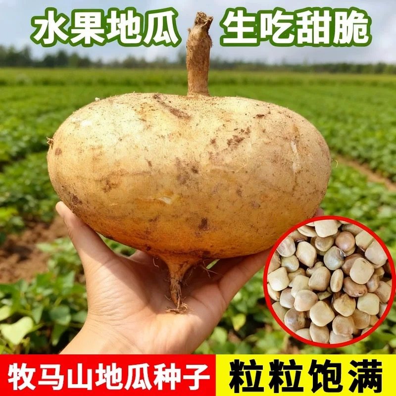 牧马山地瓜种籽生吃甜脆凉薯种子水果沙葛凉瓜土瓜种农家蔬菜种孑