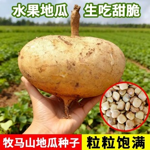 牧马山地瓜种籽生吃甜脆凉薯种子水果沙葛凉瓜土瓜种农家蔬菜种孑