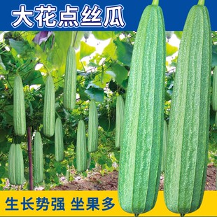 棱角大肉丝瓜种子花点八角水瓜阳台盆栽庭院南方蔬菜种籽四季苗孑