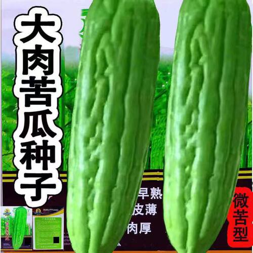 油绿苦瓜种子高产大肉苦瓜种籽
