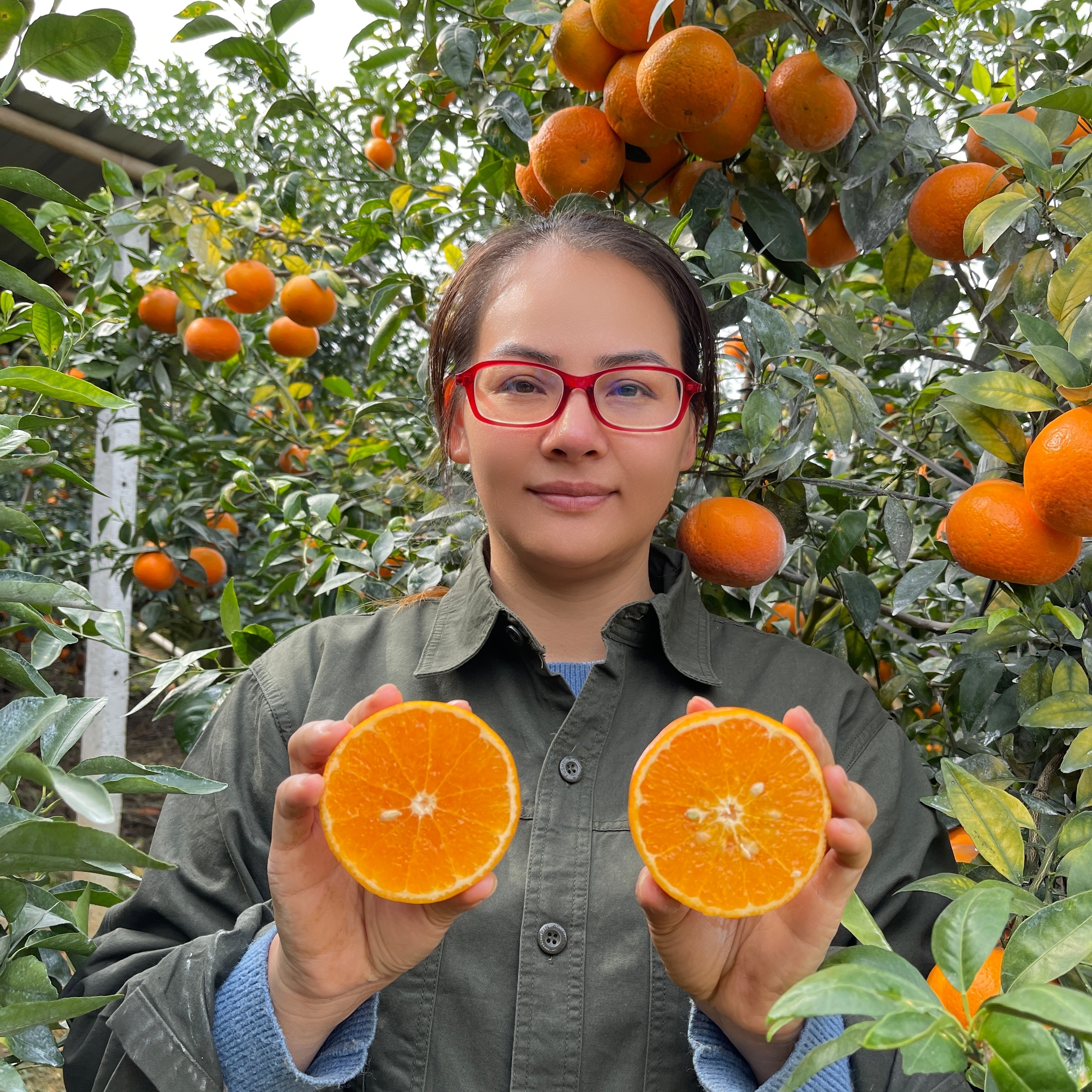 【顺丰快递】广西武鸣沃柑8斤送1斤礼盒当季现摘新鲜水果脆甜多汁,水产肉类/新鲜蔬果/熟食,桔子,淘宝优惠券,粉丝福利购,淘宝优惠卷