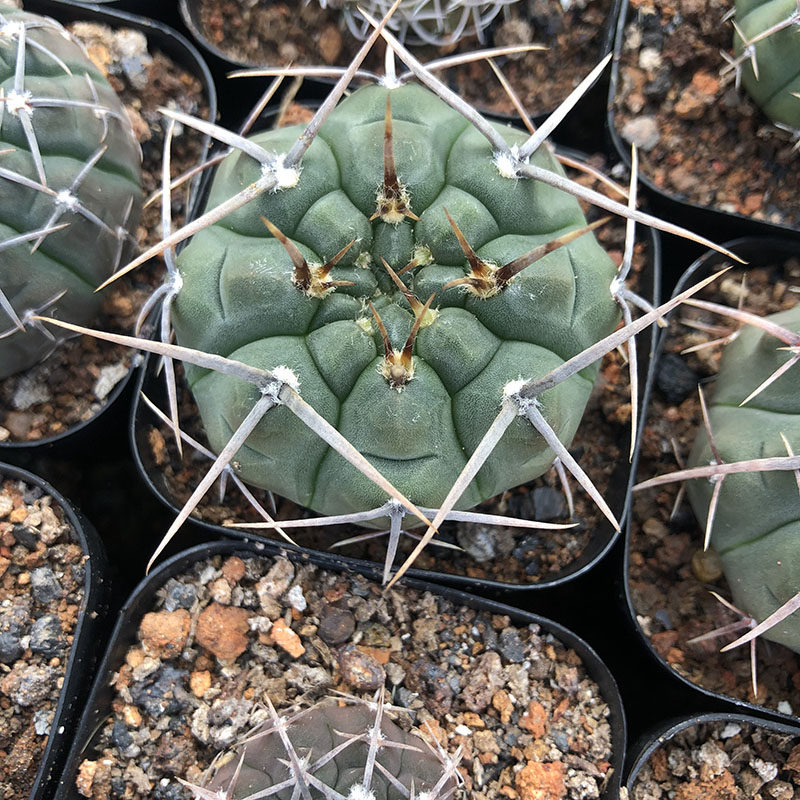 三刺玉 三枪玉 怪龙丸三本刺黑刺风头裸萼球属仙人球多肉植物组合