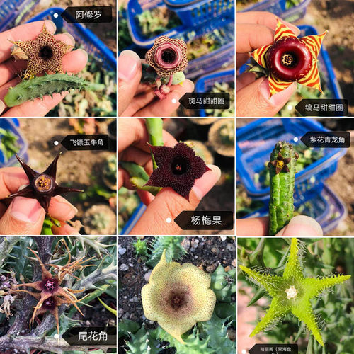 绿植萝藦科客厅侧芽多肉植物包邮