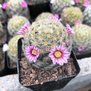 花荷尚实生嘉文丸仙人球软刺开花仙人掌办公室防辐射嘟嘟室内植物