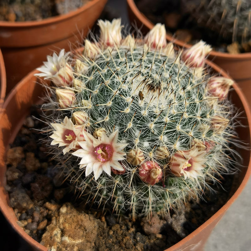开花仙人球粉白花玉翁特殊花色多肉植物一颗包邮办公室 客厅 绿植