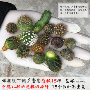 多肉植物仙人球无根侧芽套餐办公室花卉绿植盆栽反辐射 包邮