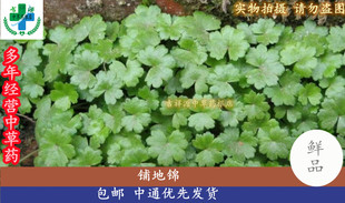 吉祥源中药材青草药根店 新鲜品 铺地锦 天胡荽 鱼鳞草 现采鲜品