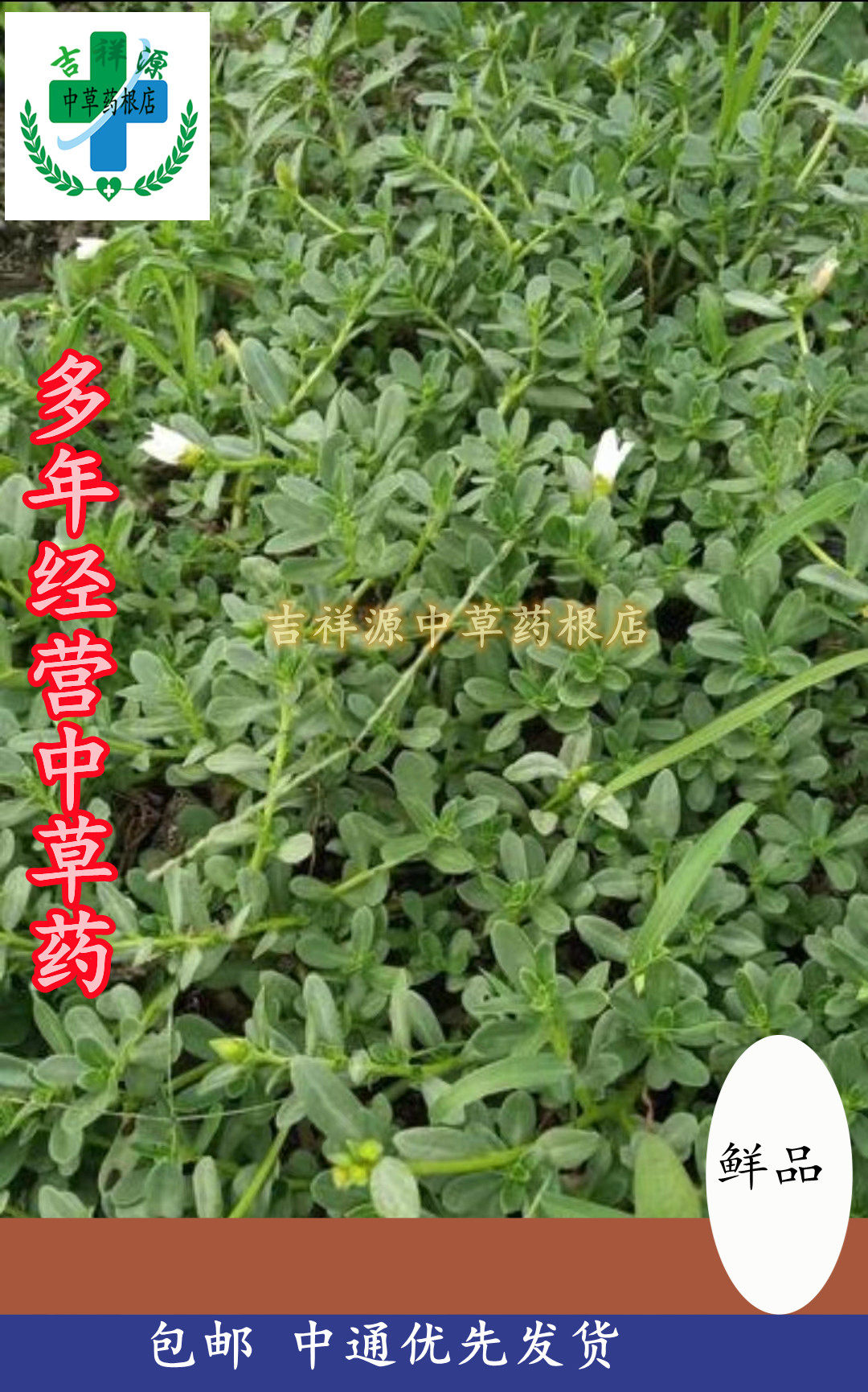 野生鲜品500克猪母马齿苋马齿苋