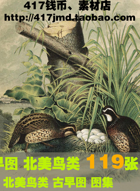 [古早图 图谱]英国Studer Jacob Henry 北美鸟类禽类版画图片素材