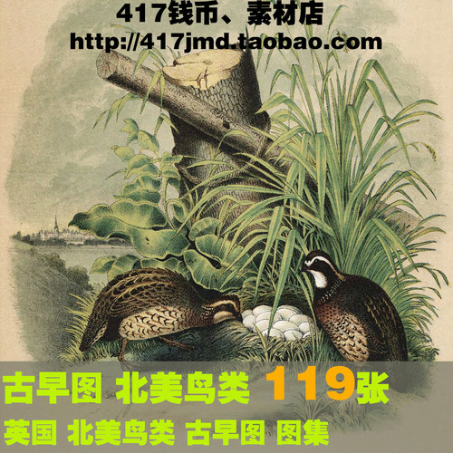 [古早图 图谱]英国Studer Jacob Henry 北美鸟类禽类版画图片素材