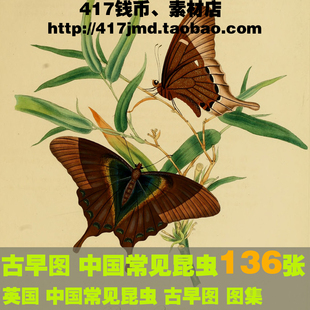 [古早图 图谱]英国 Donovan.Edward 中国常见昆虫蝴蝶图片素材