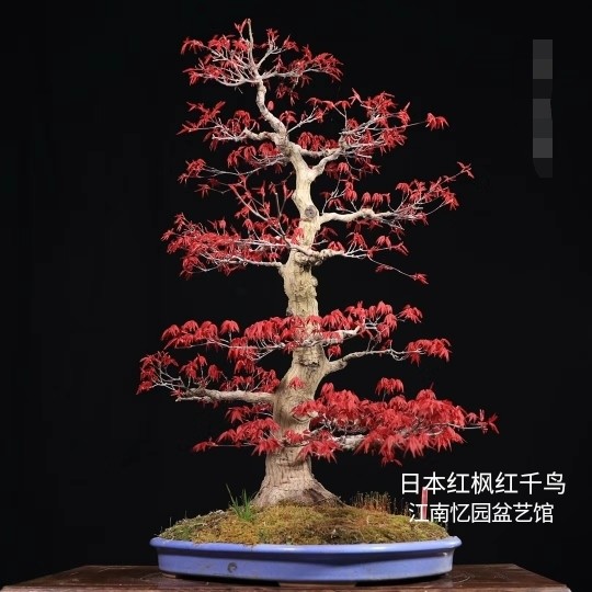 日本红枫红千鸟清姬狮子头出猩猩黑姬红姬乙叶琴姬青玄山红叶
