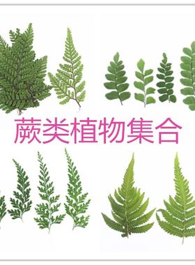 蕨类真树叶集合植物标本diy干花