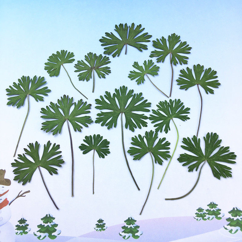 积雪草 压花干花押花 滴胶干花手机壳 押花画diy 植物标本