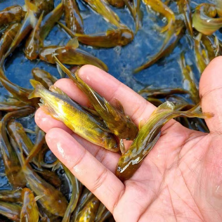 广州黄辣丁黄骨鱼 每条3-5公分淡水生态养殖