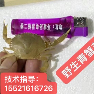 潮汕青蟹苗小螃蟹活体幼苗野生海捕养殖优质青蟹高存活率包邮