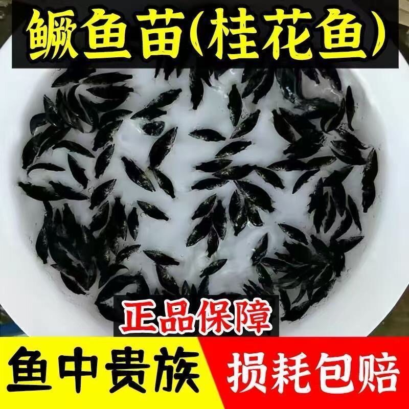 优质桂花鱼苗鳜鱼苗正品桂花淡水鱼苗/种鱼
