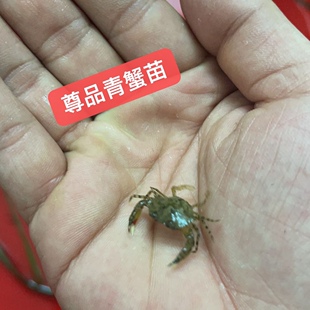 广东潮州饶平青蟹苗500只(手指甲)海捕野生(蟹宠)(广东福建浙江)