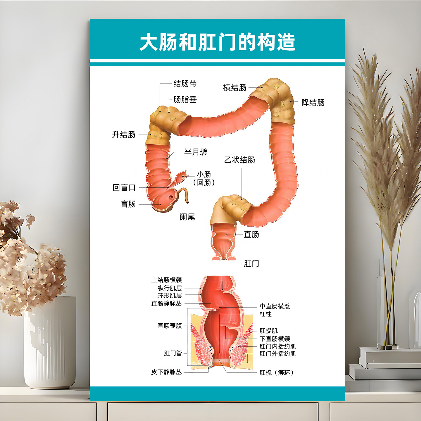 肛肠构造解剖图人体系统彩色解剖宣传海报肛肠科器官医院医学挂图